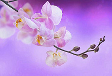 Фотообои орхидея Divino Decor Фотопанно 4-х полосные K-067